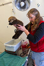 Sea otter (Enhydra lutris) orphaned pup, aged 3 weeks, being weighed by veterinarian, Dr. Carrie Goertz, Alaska Sea Life Center, Seward, Alaska, USA.