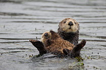 Sea otter (Enhydra lutris) mother and pup, aged 3 weeks, Monterey, California, USA.