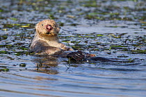 Sea otter (Enhydra lutris) female with nose injury from bite from male while mating, Monterey, California, USA.