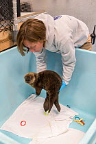Northern Sea otter (Enhydra lutris) orphaned pup, aged 3 months, being lifted by Halley Werner, Stranding Supervisor, out of enclosure, Alaska Sea Life Center, Seward, Alaska, USA.  September 2014.