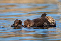 Southern Sea otter (Enhydra lutris) mother grooming and suckling young pup (less than one week in age), Monterey Bay, California, USA.