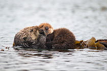 Southern Sea otter (Enhydra lutris) mother holding young pup (less than one week in age), Monterey Bay, California, USA.
