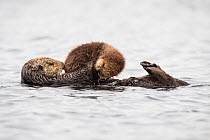 Southern Sea otter (Enhydra lutris) mother holding young pup (less than one week in age), Monterey Bay, California, USA.