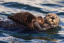 Southern Sea otter (Enhydra lutris) mother holding a sleeping young pup (less than one week in age), Monterey Bay, California, USA.