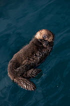 Sea otter (Enhydra lutris) pup sleeping, aged 6 days, floating, Monterey, California, USA.