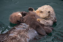 Sea otter (Enhydra lutris) mother and sleeping newborn pup (aged 3 days) Monterey, California, USA.
