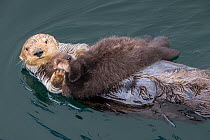 Sea otter (Enhydra lutris) mother and sleeping newborn pup (aged 3 days) Monterey, California, USA. *Digitally darkened scar on mother&#39;s nose.
