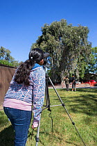 Student from Abraham Lincoln Elementary School watching Ninth Street Rookery through a telescope, Sonoma County, California, USA.