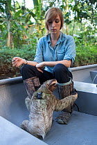 Brown-throated Three-toed sloth (Bradypus variegatus) wearing a sloth backpack radio transmitter travelling by boat with Rebecca Cliff, Sloth Biologist, to a release site, Aviarios Sloth Sanctuary, Co...