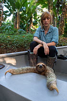 Brown-throated Three-toed sloth (Bradypus variegatus) wearing a sloth backpack radio transmitter travelling by boat with Rebecca Cliff, Sloth Biologist, to a release site, Aviarios Sloth Sanctuary, Co...
