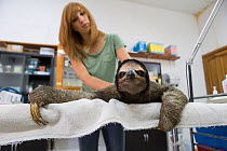 Brown-throated Three-toed sloth (Bradypus variegatus) being examined by Rebecca Cliff, Sloth Biologist, prior to putting on a sloth backpack radio collar before release, Aviarios Sloth Sanctuary, Cost...