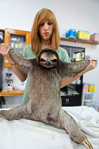 Brown-throated Three-toed sloth (Bradypus variegatus) being examined by Rebecca Cliff, Sloth Biologist, prior to putting on a sloth backpack radio collar before release, Aviarios Sloth Sanctuary, Cost...