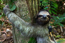 Brown-throated Three-toed sloth (Bradypus variegatus) wearing sloth backpack radio transmitter after release by Aviarios Sloth Sanctuary, Costa Rica.