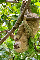Hoffmann&#39;s Two-toed sloth (Choloepus hoffmanni) mother and baby, aged 2 months, in tree, Costa Rica. Rescued and released by Aviarios Sloth Sanctuary.