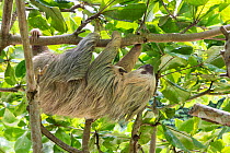 Hoffmann's Two-toed sloth (Choloepus hoffmanni) mother and baby, aged 2 months, in tree, Costa Rica. Rescued and released by Aviarios Sloth Sanctuary.