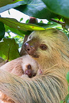 Hoffmann's Two-toed sloth (Choloepus hoffmanni) mother and baby, aged 2 months, in tree, Costa Rica. Rescued and released by Aviarios Sloth Sanctuary.