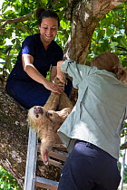 Hoffmann's Two-toed sloth (Choloepus hoffmanni) mother and baby, aged 2 months, being rescued by the Aviarios Sloth Sanctuary, Costa Rica.             November 2014.