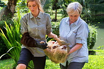 Hoffmann's Two-toed Sloth (Choloepus hoffmanni) mother and baby, aged 2 months, being rescued by Aviarios Sloth Sanctuary, Costa Rica.  November 2014.