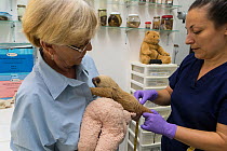 Hoffmann's Two-toed sloth (Choloepus hoffmanni) baby, aged 2 months, being examined by Judy Avey-Arroyo, owner of Sloth Sanctuary, and Yolanda Ruba, veterinarian, prior to release with mother, Aviario...