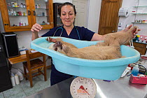 Anaesthetized adult female Hoffmann's Two-toed sloth (Choloepus hoffmanni) being weighed by veterinarian, Yolanda Ruba, Aviarios Sloth Sanctuary, Costa Rica.