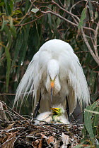 Great egret (Ardea alba) using wings to shield chicks, aged one week, in nest, Sonoma County, California, USA.