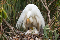 Great egret (Ardea alba) using wings to shield chicks, aged one week, in nest, Sonoma County, California, USA. *Digitally removed twig in foreground.