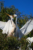 Great egret (Ardea alba) chick, aged 4-5 weeks, harrassing parent for food, Sonoma County, California, USA.
