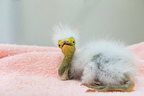 Great egret (Ardea alba) chick, aged 1-2 days, in an incubator at the International Bird Rescue, Fairfield, California, USA. *Digitally removed pipe from behind wall.