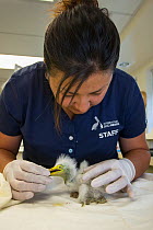 Great egret (Ardea alba) chick, aged 1-2 days, being examined by Isabel Luevano, Rehabilitation Technician, International Bird Rescue, Fairfield, California, USA.  May 2014.