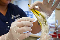 Close up of Great egret (Ardea alba) chick, aged 3 weeks, being examined by Isabel Luevano, Rehabilitation Technician, International Bird Rescue, Fairfield, California, USA.  May 2014.
