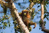 Western hoolock gibbon (Hoolock hoolock) feeding in tree, Assam, India.