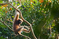 Western hoolock gibbon (Hoolock hoolock) in tree,Assam, India.