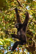 Western hoolock gibbon (Hoolock hoolock) male hanging from branch, Assam, India.