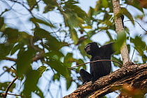 Western hoolock gibbon (Hoolock hoolock) male in tree, Assam, India.