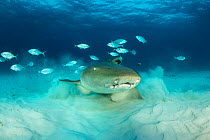 Nurse shark (Ginglymostoma cirratum) using pectoral fins to walk along the seabed, with Bar jacks (Caranx rubus) nearby, South Bimini, Bahamas. The Bahamas National Shark Sanctuary, West Atlantic Ocea...
