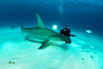 Great hammerhead shark (Sphyrna mokarran) being filmed by a scuba diver, South Bimini, Bahamas. The Bahamas National Shark Sanctuary, West Atlantic Ocean.
