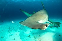 Great hammerhead shark (Sphyrna mokarran) swimming over sandy seabed with a Nurse shark (Ginglymostoma cirratum), Bar jacks (Caranx ruber) and Remora fish in the background, South Bimini, Bahamas. The...