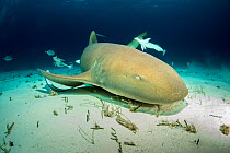 Nurse shark (Ginglymostoma cirratum) resting on the seabed with Remora fish,  South Bimini, Bahamas. The Bahamas National Shark Sanctuary, West Atlantic Ocean.