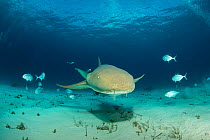 Nurse shark (Ginglymostoma cirratum) with Bar jacks (Caranx ruber) and Remora fish, South Bimini, Bahamas. The Bahamas National Shark Sanctuary, West Atlantic Ocean.