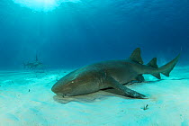 Nurse shark (Ginglymostoma cirratum) resting on seabed with a Great hammerhead shark (Sphyrna mokarran) swimming nearby,  South Bimini, Bahamas. The Bahamas National Shark Sanctuary, West Atlantic Oce...