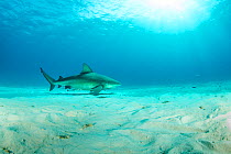 Bull shark (Carcharhinus leucas), swimming over sandy seabed, South Bimini, Bahamas. The Bahamas National Shark Sanctuary, West Atlantic Ocean.