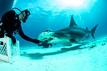 Great hammerhead shark (Sphyrna mokarran) being hand-fed by a scuba diver on the seabed, South Bimini, Bahamas. The Bahamas National Shark Sanctuary, West Atlantic Ocean., South Bimini, Bahamas. The B...