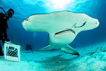 Close up of a Great hammerhead shark (Sphyrna mokarran) snout and mouth, being hand-fed by a scuba diver on the seabed, South Bimini, Bahamas. The Bahamas National Shark Sanctuary, West Atlantic Ocean...