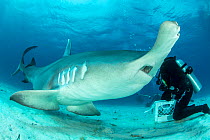 Close up of a Great hammerhead shark (Sphyrna mokarran) being hand-fed by a scuba diver on the seabed, South Bimini, Bahamas. The Bahamas National Shark Sanctuary, West Atlantic Ocean. Model released.