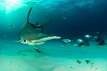 Great hammerhead shark (Sphyrna mokarran) swimming over sandy seabed near resting Nurse sharks (Ginglymostoma cirratum), Bar jacks (Caranx ruber) and Remora fish, South Bimini, Bahamas. The Bahamas Na...