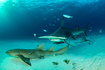 Great hammerhead shark (Sphyrna mokarran) swimming over sandy seabed with resting Nurse sharks (Ginglymostoma cirratum), Bar jacks (Caranx ruber) and Remora fish, South Bimini, Bahamas. The Bahamas Na...