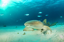 Close up of Nurse shark (Ginglymostoma cirratum) using pectoral fins to walk along the seabed,  South Bimini, Bahamas. The Bahamas National Shark Sanctuary, West Atlantic Ocean.