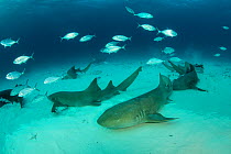 Nurse sharks (Ginglymostoma cirratum) resting on  sandy seabed with Bar jacks (Caranx ruber),  South Bimini, Bahamas. The Bahamas National Shark Sanctuary, West Atlantic Ocean.