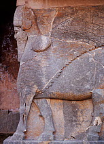 Ancient Assyrian human headed bull guarding the doorway to the palace of King Ashur Nasipal II at Nimrud, Iraq.  In 2014 Hatra was taken over by Islamic State militants and much of the site was destro...