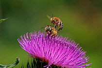 Little flower bee (Anthophora bimaculata) male 'jumping' female. Surrey, England, UK, July. Digital composite.